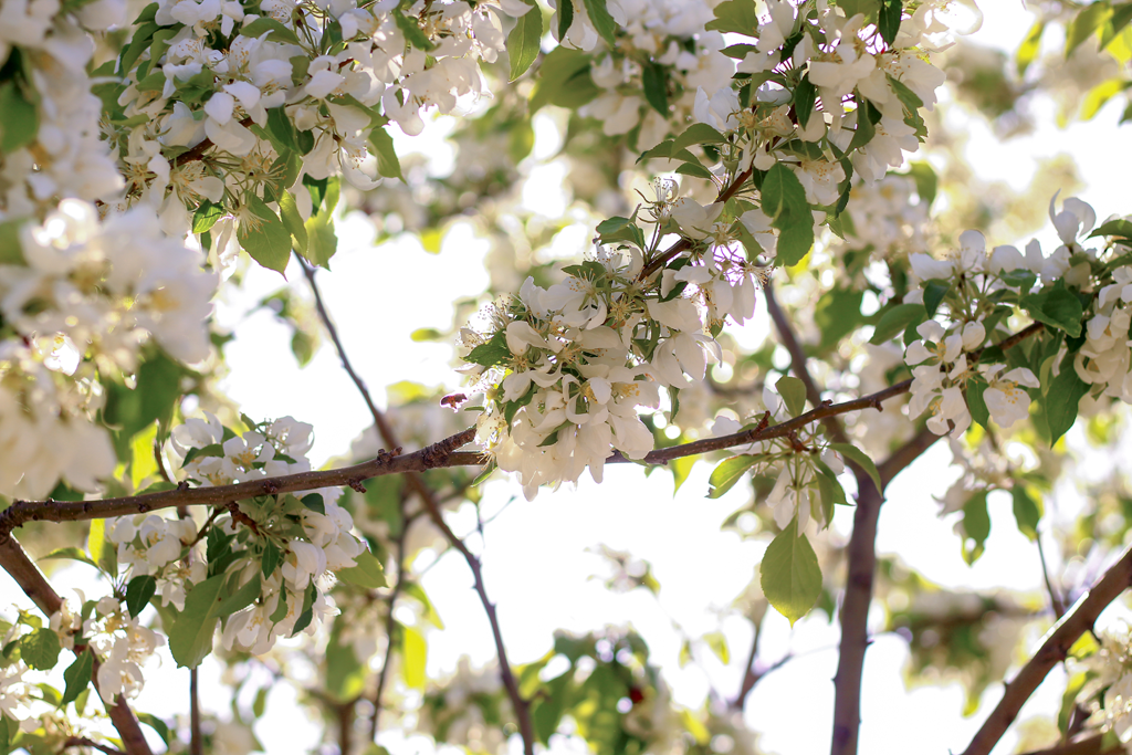 Love, Joy & High-Vibe Living: never noticed Spring